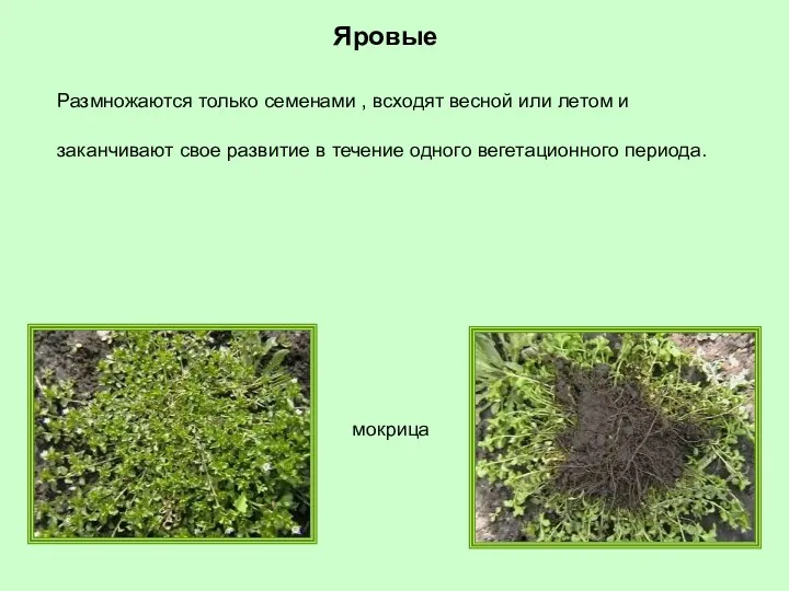 Яровые мокрица Размножаются только семенами , всходят весной или летом