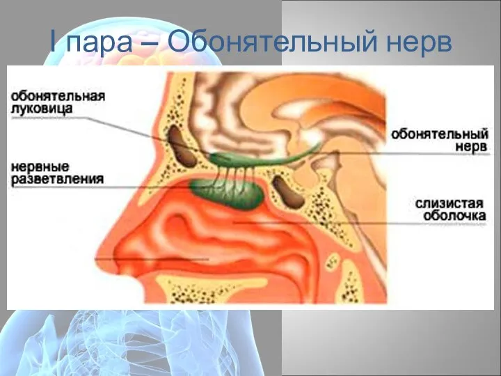 I пара – Обонятельный нерв (лат. nervi olfactorii) Передает в