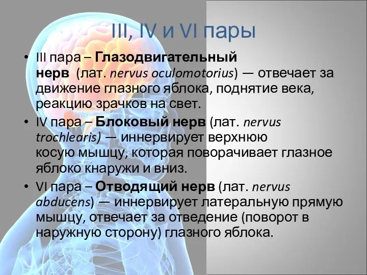 III, IV и VI пары III пара – Глазодвигательный нерв