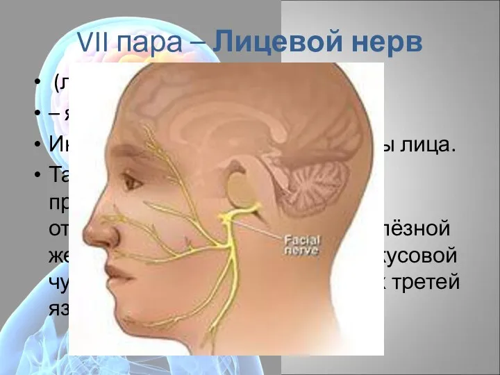 VII пара – Лицевой нерв (лат. nervus facialis) – является