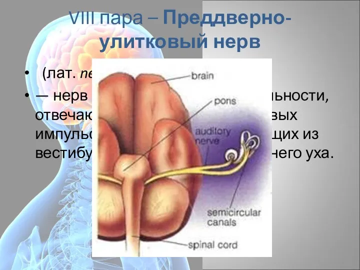 VIII пара – Преддверно-улитковый нерв (лат. nervus vestibulocochlearis) — нерв