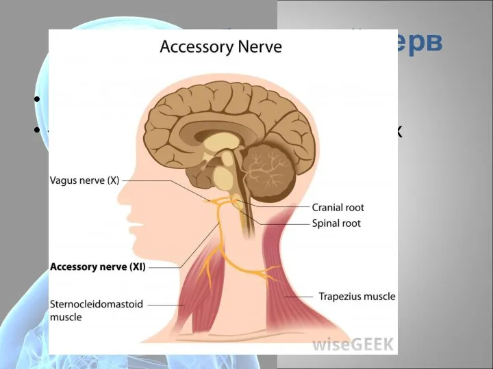 XI пара – Добавочный нерв (лат. nervus accessorius) – Отвечает за движение некоторых мышц шеи.