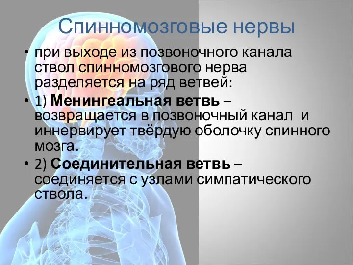 Спинномозговые нервы при выходе из позвоночного канала ствол спинномозгового нерва