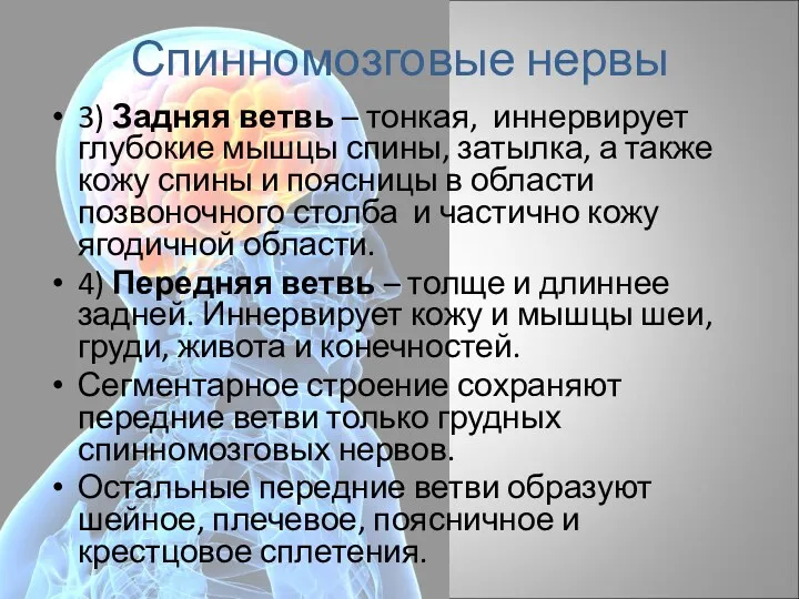 Спинномозговые нервы 3) Задняя ветвь – тонкая, иннервирует глубокие мышцы