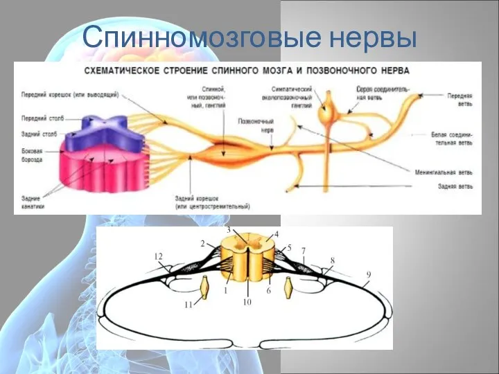 Спинномозговые нервы