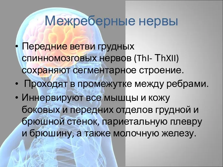 Межреберные нервы Передние ветви грудных спинномозговых нервов (ThI- ТhXII) сохраняют