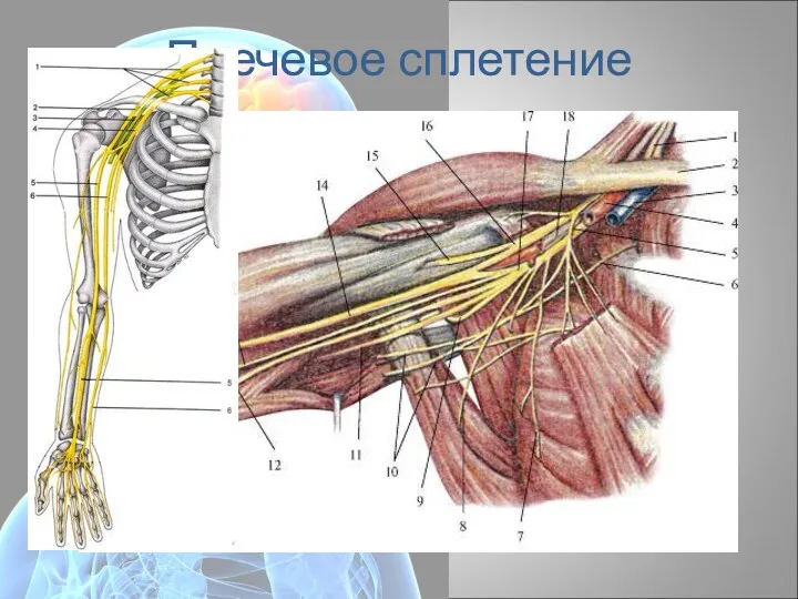 Плечевое сплетение