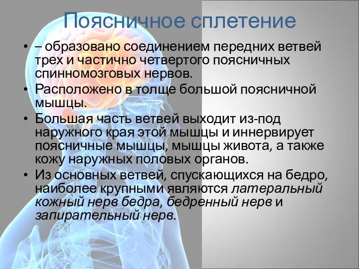 Поясничное сплетение – образовано соединением передних ветвей трех и частично