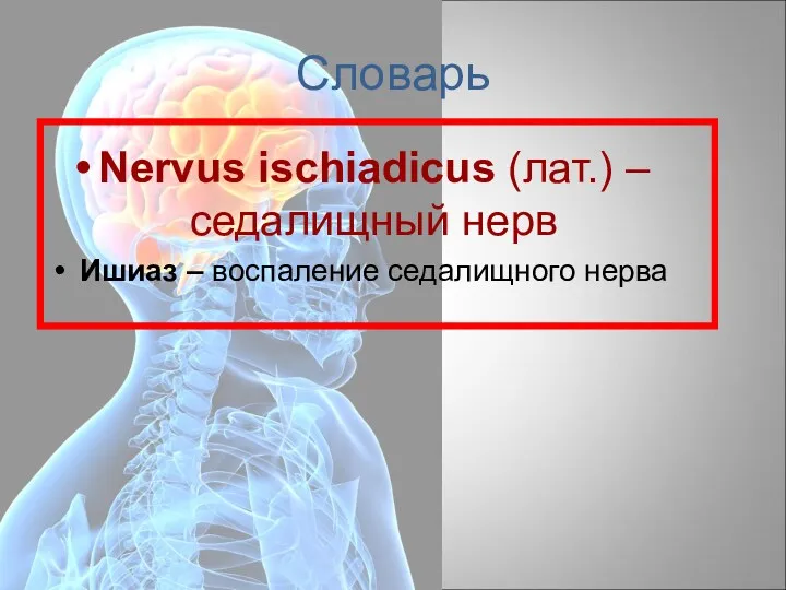 Словарь Nervus ischiadicus (лат.) – седалищный нерв Ишиаз – воспаление седалищного нерва