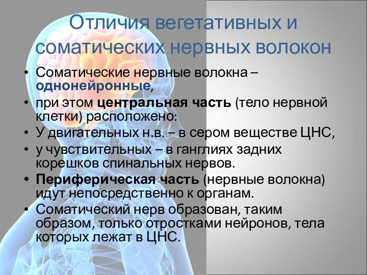 Отличия вегетативных и соматических нервных волокон Соматические нервные волокна –