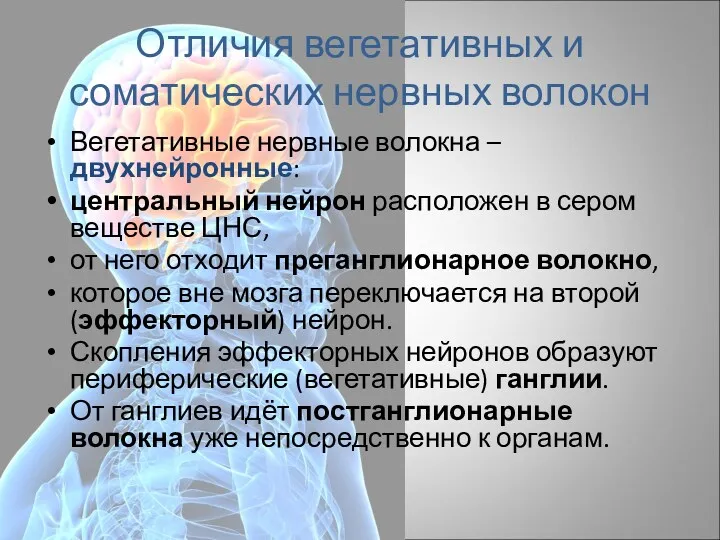 Отличия вегетативных и соматических нервных волокон Вегетативные нервные волокна –