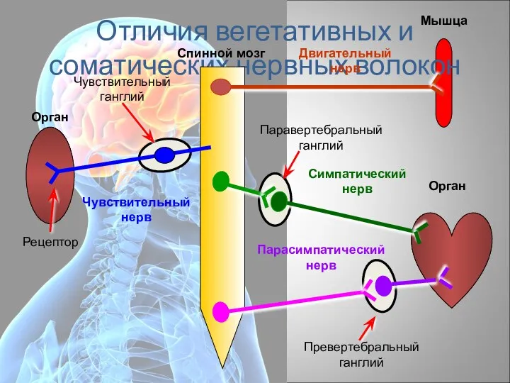 Отличия вегетативных и соматических нервных волокон Спинной мозг Орган Рецептор