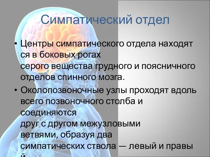 Симпатический отдел Центры симпатического отдела находятся в боковых рогах серого