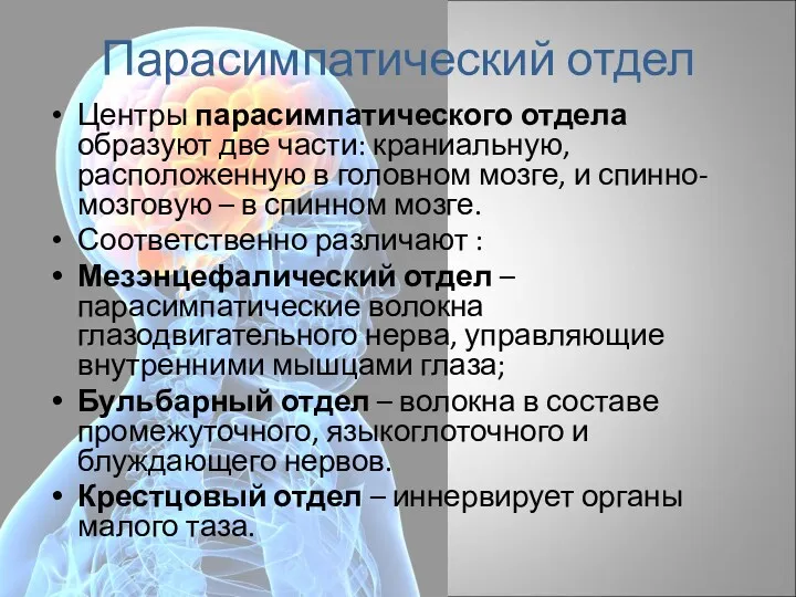 Парасимпатический отдел Центры парасимпатического отдела образуют две части: краниальную, расположенную