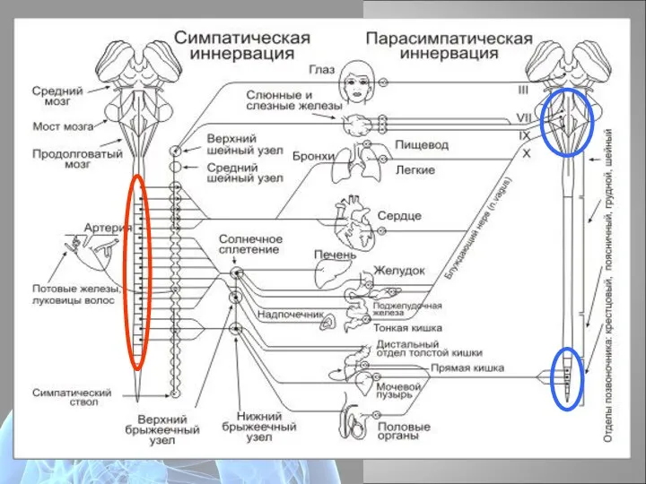 Эфферентная иннервация 1.Соматическая часть (1 «мотонейрон»: скелетные мышцы); 2. Вегетативная