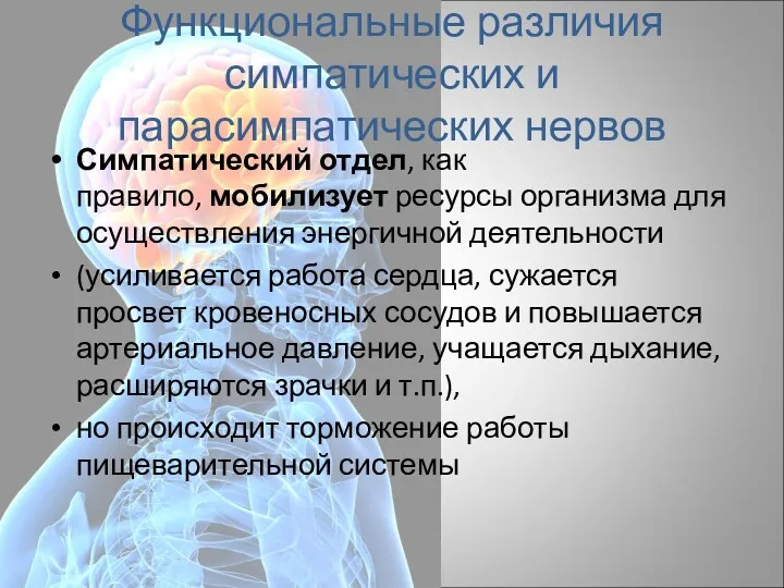 Функциональные различия симпатических и парасимпатических нервов Симпатический отдел, как правило,