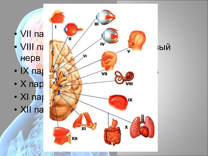 Черепные нервы VII пара — лицевой нерв VIII пара —