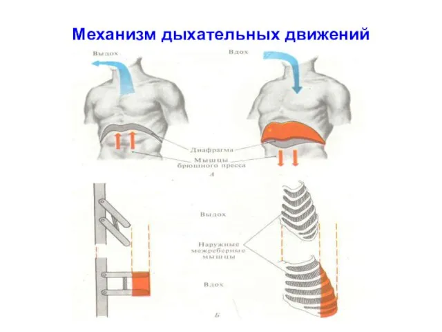 Механизм дыхательных движений