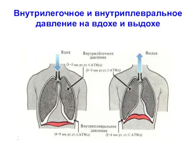 Внутрилегочное и внутриплевральное давление на вдохе и выдохе