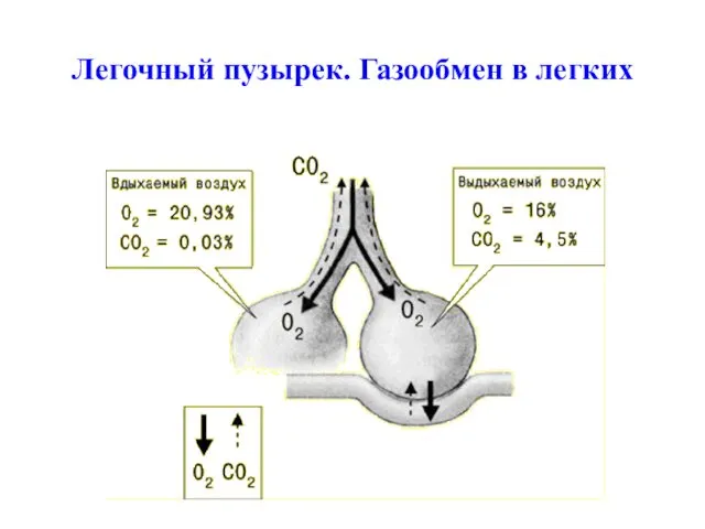 Легочный пузырек. Газообмен в легких