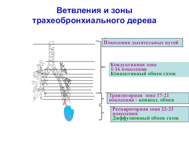 Ветвления и зоны трахеобронхиального дерева Поколения дыхательных путей Кондуктивная зона