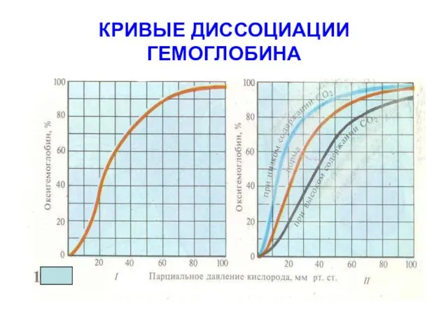 КРИВЫЕ ДИССОЦИАЦИИ ГЕМОГЛОБИНА