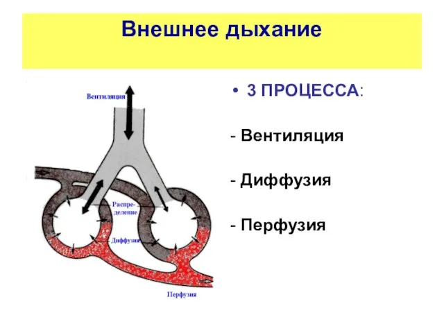 Внешнее дыхание 3 ПРОЦЕССА: - Вентиляция - Диффузия - Перфузия