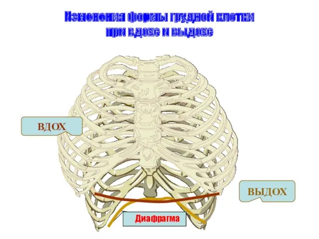 Диафрагма Изменения формы грудной клетки при вдохе и выдохе ВДОХ ВЫДОХ