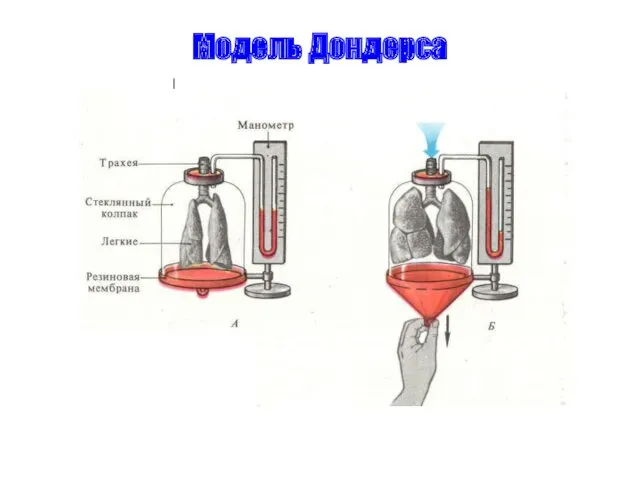 Модель Дондерса