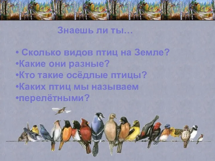 Знаешь ли ты… Сколько видов птиц на Земле? Какие они