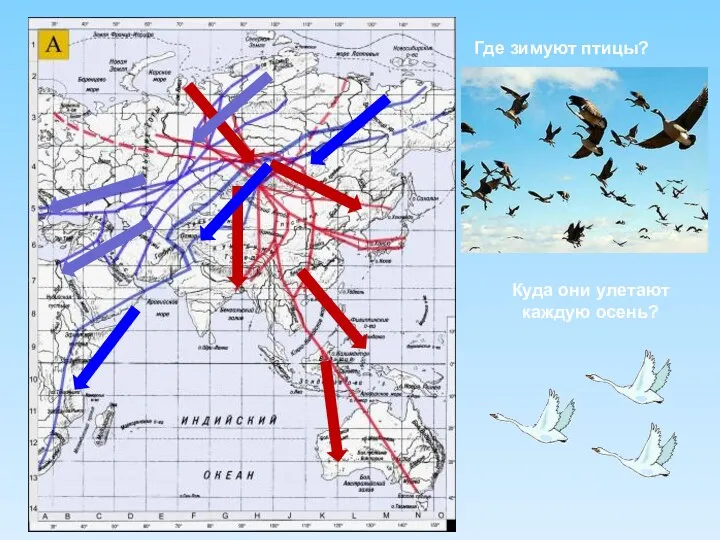 Где зимуют птицы? Куда они улетают каждую осень?