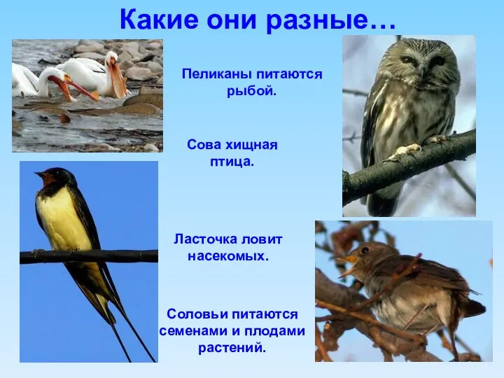 Какие они разные… Пеликаны питаются рыбой. Сова хищная птица. Ласточка