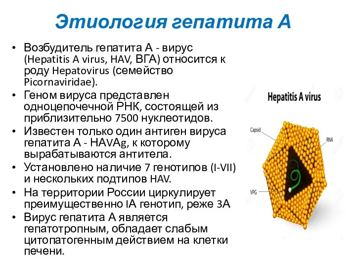 Этиология гепатита А Возбудитель гепатита А - вирус (Hepatitis A