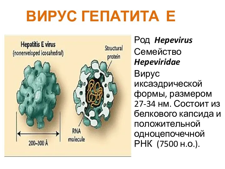 ВИРУС ГЕПАТИТА Е Род Hepevirus Семейство Hepeviridae Вирус иксаэдрической формы,