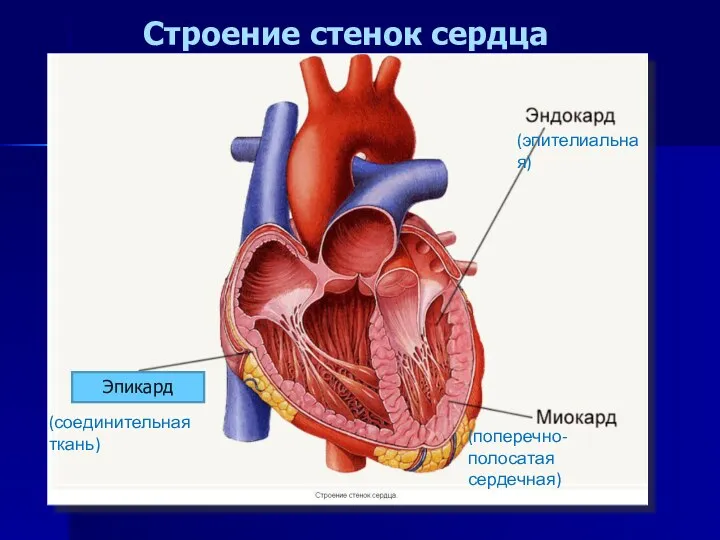 Строение стенок сердца (соединительная ткань) (поперечно-полосатая сердечная) (эпителиальная) Эпикард