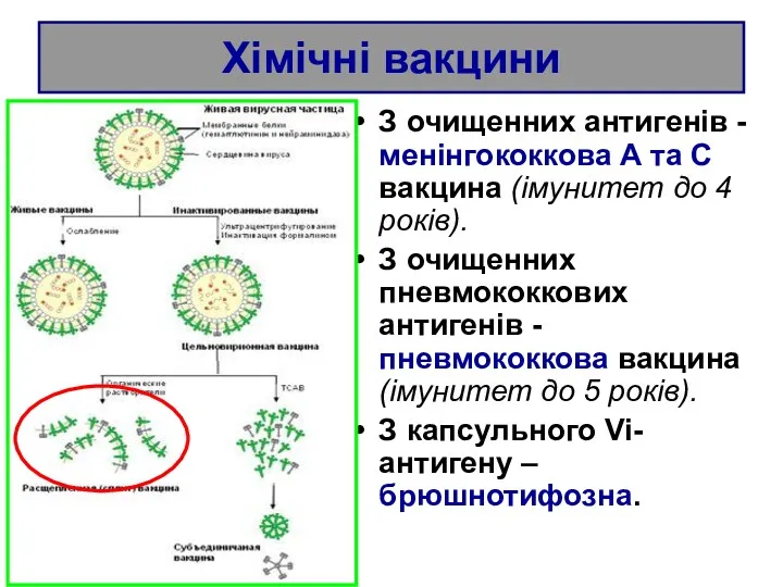 Хімічні вакцини З очищенних антигенів - менінгококкова А та С