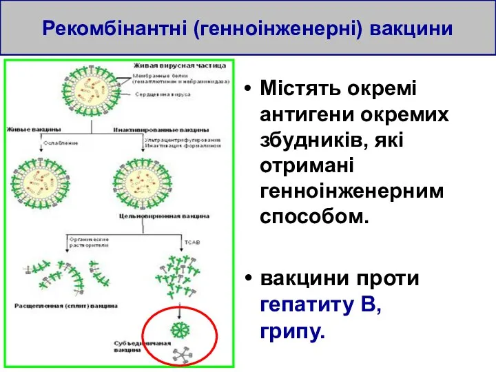 Рекомбінантні (генноінженерні) вакцини Містять окремі антигени окремих збудників, які отримані