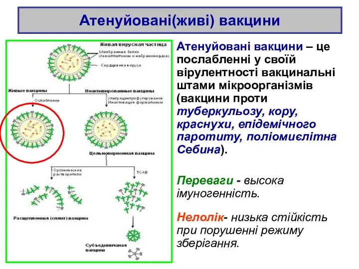 Атенуйовані(живі) вакцини Атенуйовані вакцини – це послабленні у своїй вірулентності