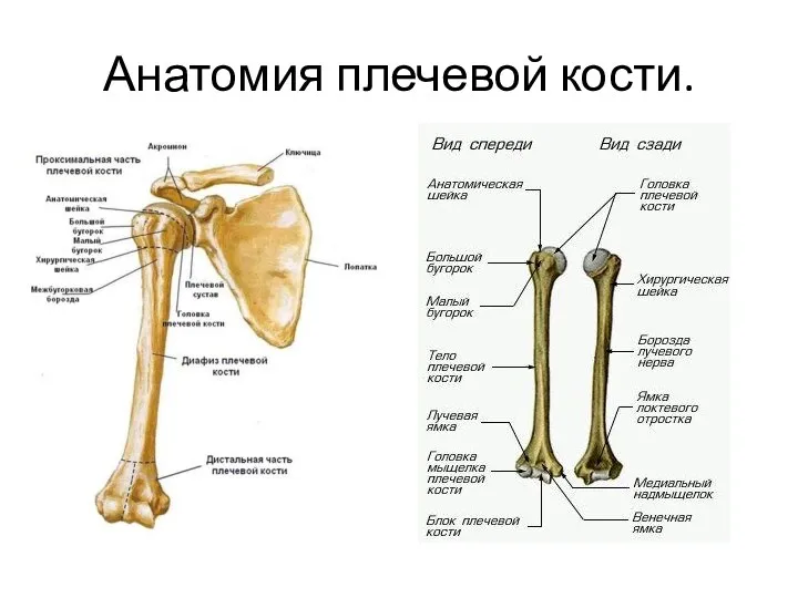 Анатомия плечевой кости.