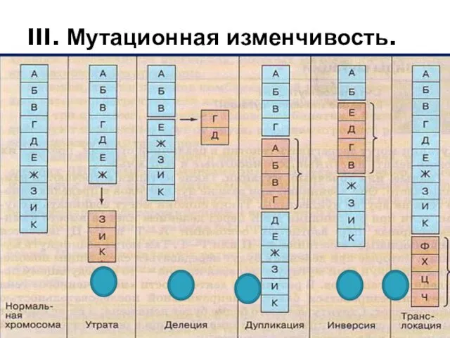 III. Мутационная изменчивость.