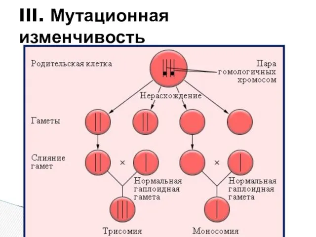 III. Мутационная изменчивость