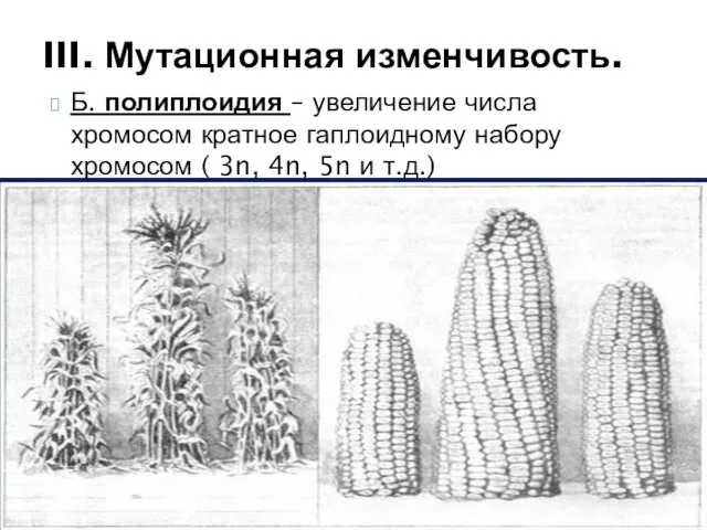 Б. полиплоидия – увеличение числа хромосом кратное гаплоидному набору хромосом