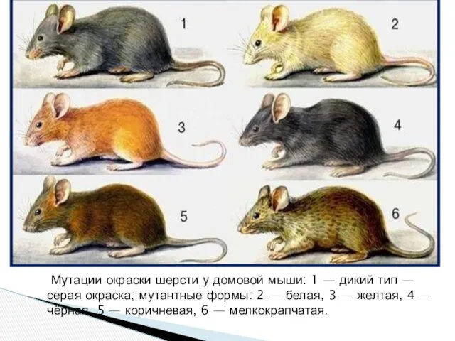 Мутации окраски шерсти у домовой мыши: 1 — дикий тип