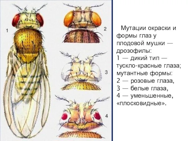 Мутации окраски и формы глаз у плодовой мушки — дрозофилы: