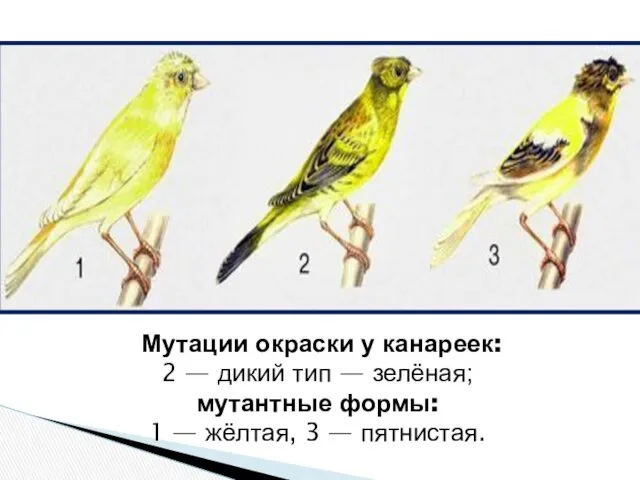 Мутации окраски у канареек: 2 — дикий тип — зелёная;