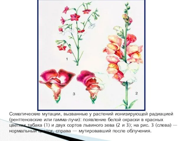 Соматические мутации, вызванные у растений ионизирующей радиацией (рентгеновские или гамма-лучи):