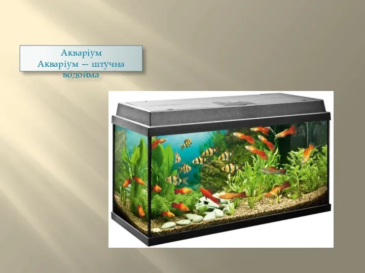 Акваріум Акваріум — штучна водойма