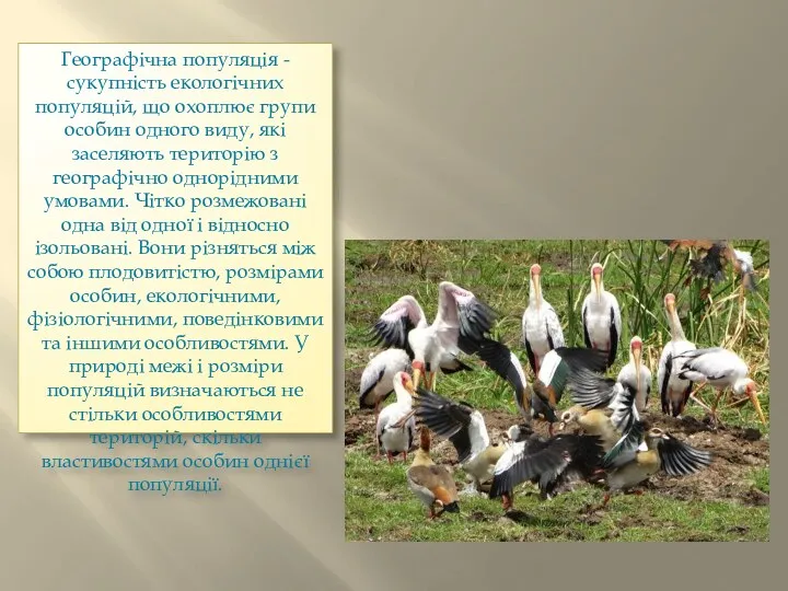 Географічна популяція - сукупність екологічних популяцій, що охоплює групи особин