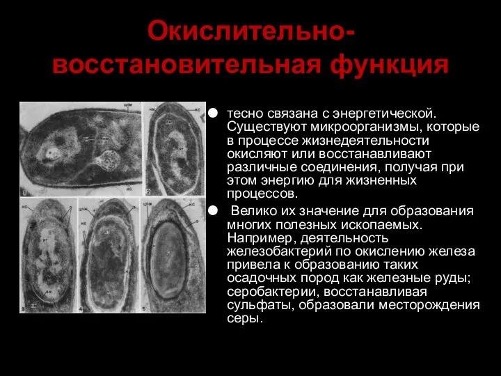 Окислительно-восстановительная функция тесно связана с энергетической. Существуют микроорганизмы, которые в