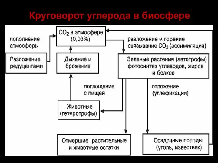 Круговорот углерода в биосфере